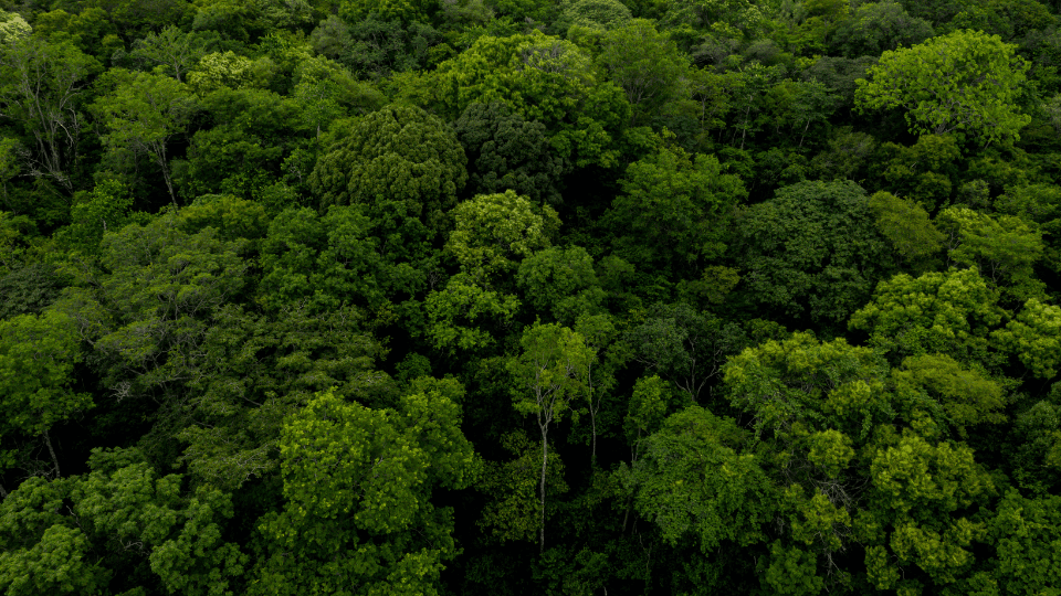 East Kalimantan